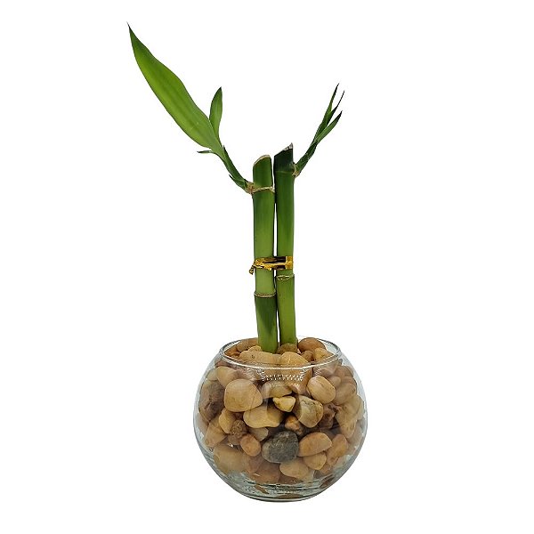 Vasinho Redondo com Dois Bambu da Sorte (Lucky Bamboo)