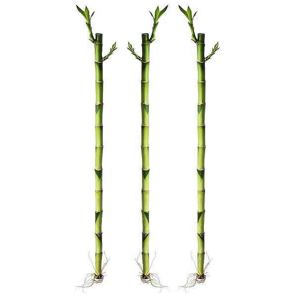 Kit com 3 Hastes de Bambu da Sorte (Médio)