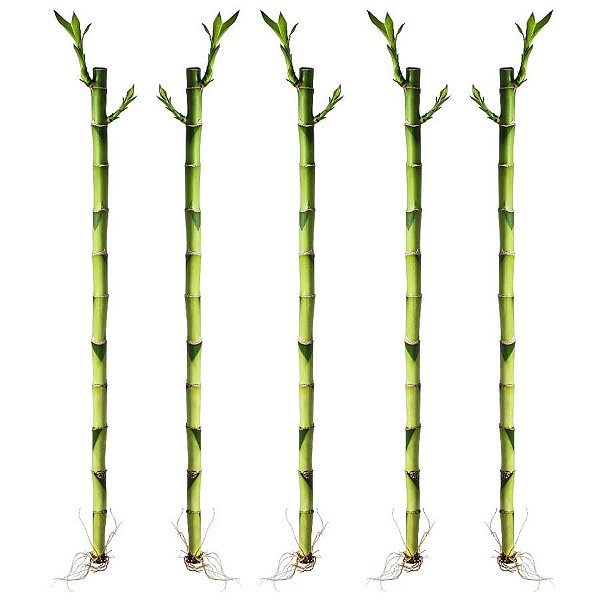 Kit com 5 Hastes de Bambu da Sorte (Médio)