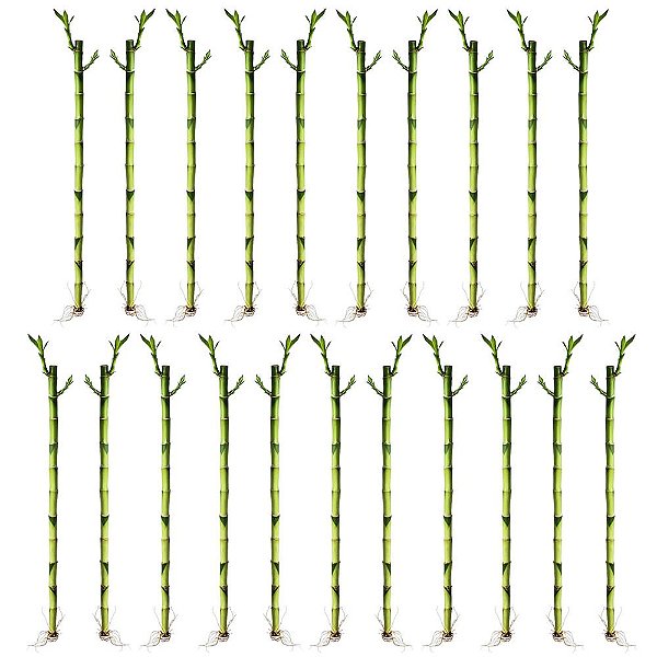 Kit com 21 Hastes de Bambu da Sorte (Médio)