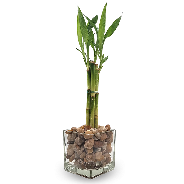Vaso de Vidro com Seis Mudas de Bambu da Sorte (Médio)