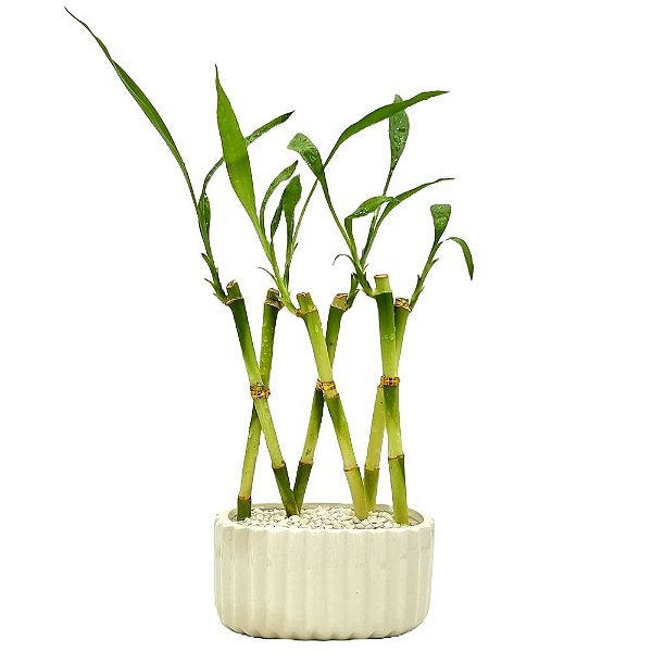Vaso com 6 Hastes de Bambu da Sorte Trançado