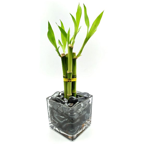 Bambu da Sorte com Pedra Hematita e Vaso de Vidro (6 Hastes)