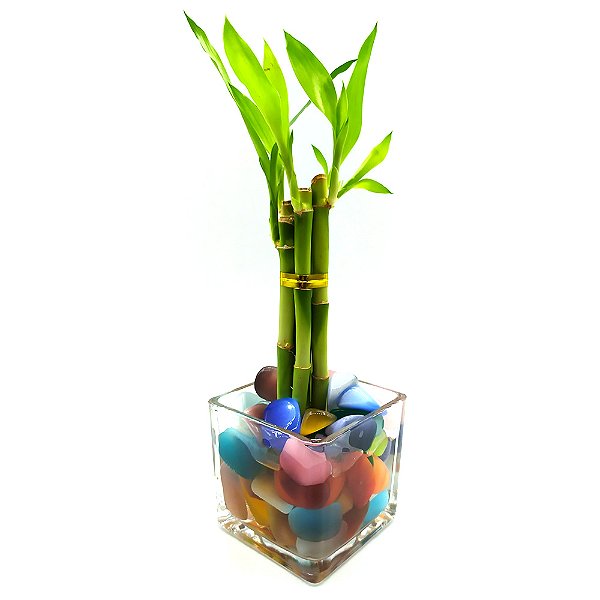 Bambu da Sorte com Pedra Olho de Gato e Vaso de Vidro (6 Hastes)