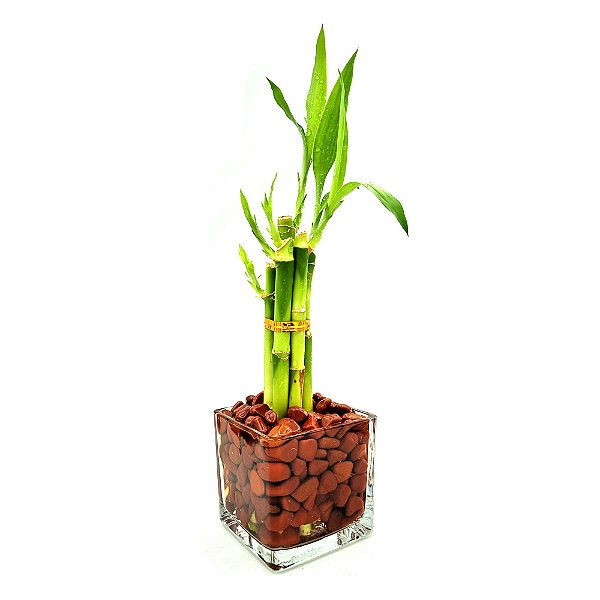 Bambu da Sorte com Pedra Jaspe Vermelha e Vaso de Vidro (6 Hastes)
