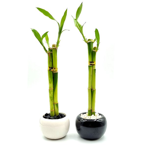 Conjunto Yin Yang com Vaso Redondo e Bambu da Sorte