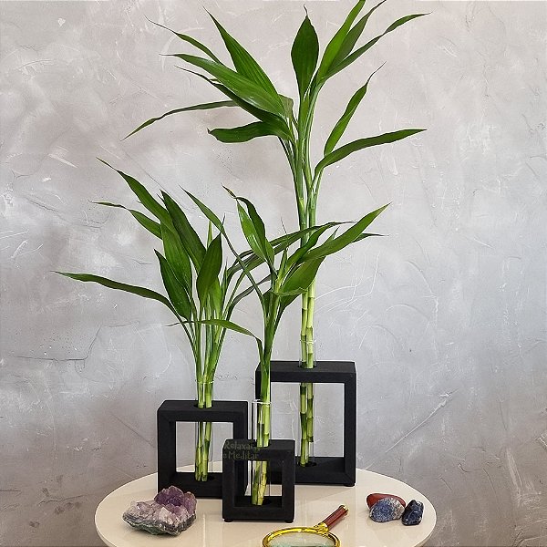 Trio de Vasos de Vidro e Suporte de Madeira com Bambu da Sorte