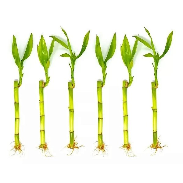 Kit com 6 Hastes de Bambu da Sorte (Pequeno)