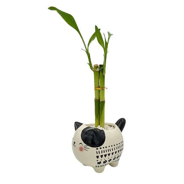 Gatinho em Cerâmica com Bambu da Sorte (3 Hastes)