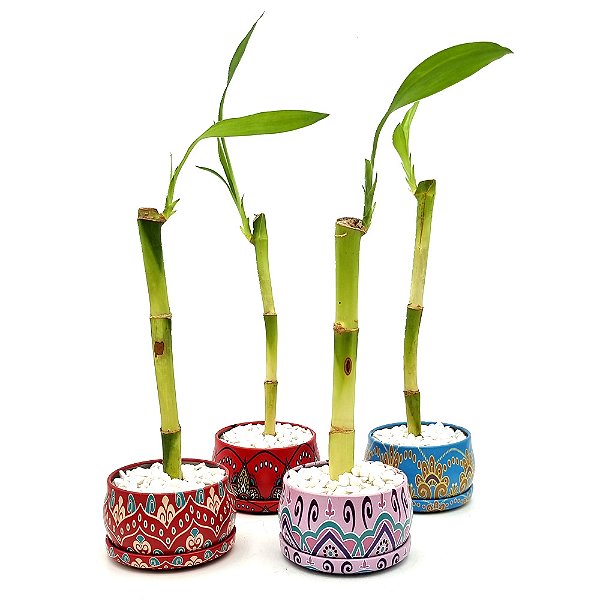 Bambu da Sorte em Vasinho com Pedras (Mandala)