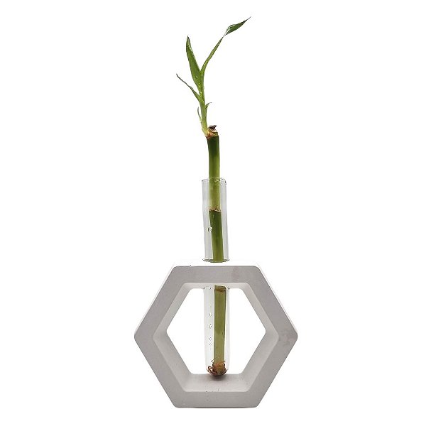 Bambu da Sorte com Suporte Hexágono e Tubo de Vidro