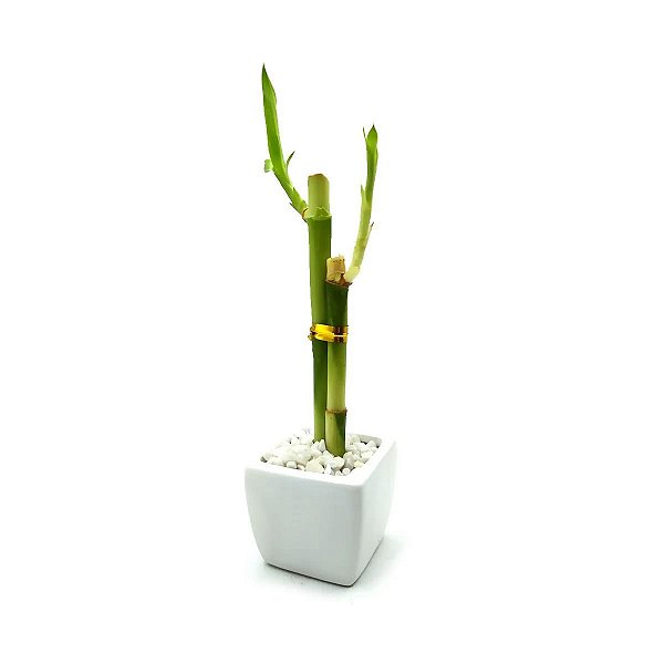 Vaso Quadrado Branco com Bambu da Sorte