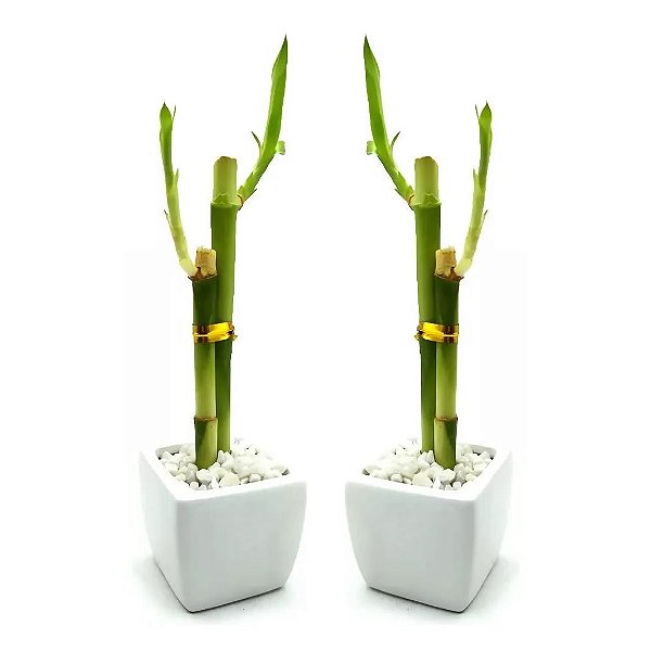 Kit com 2 Vasos Quadrados com Bambu da Sorte (Branco)