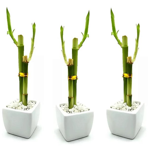 Kit com 3x Vaso Quadrado Branco com Bambu da Sorte