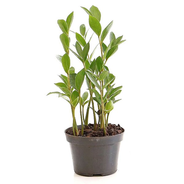 Muda de Zamioculca (Planta da Fortuna) Pequena