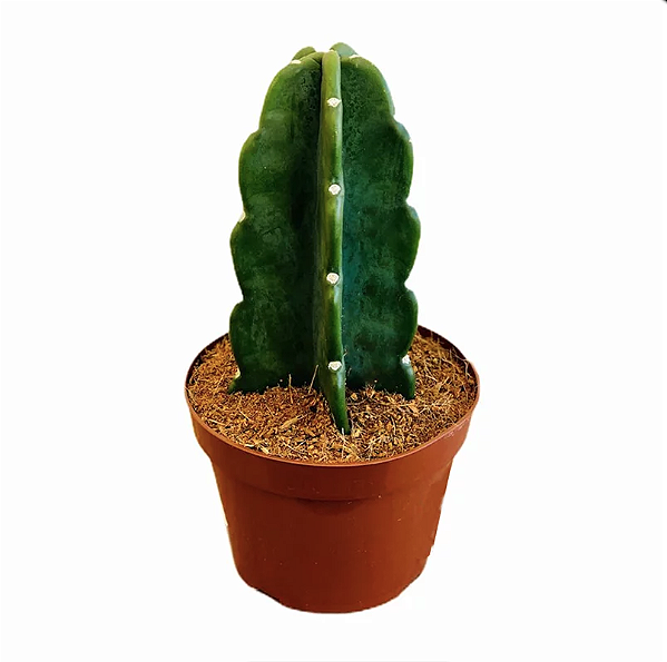 Cacto Mandacaru Sem Espinhos (24cm)