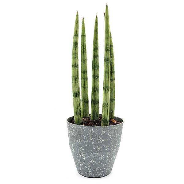 Vaso com Planta Lança de São Jorge (30cm)