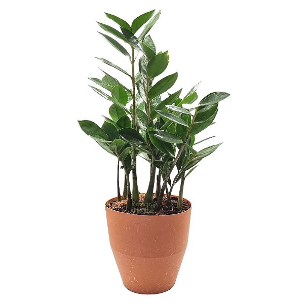 Vaso Cachepot com Planta Zamioculca (Médio)