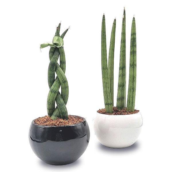 Conjunto Yin Yang em Cerâmica com Lança de São Jorge