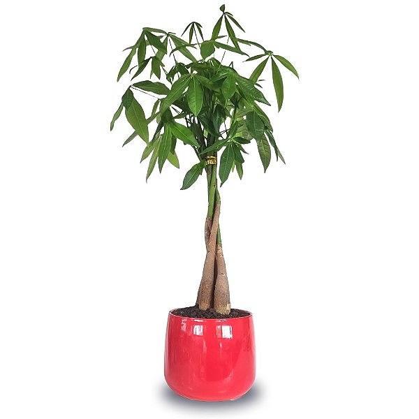 Vaso em Cerâmica com Árvore do Dinheiro (60cm)