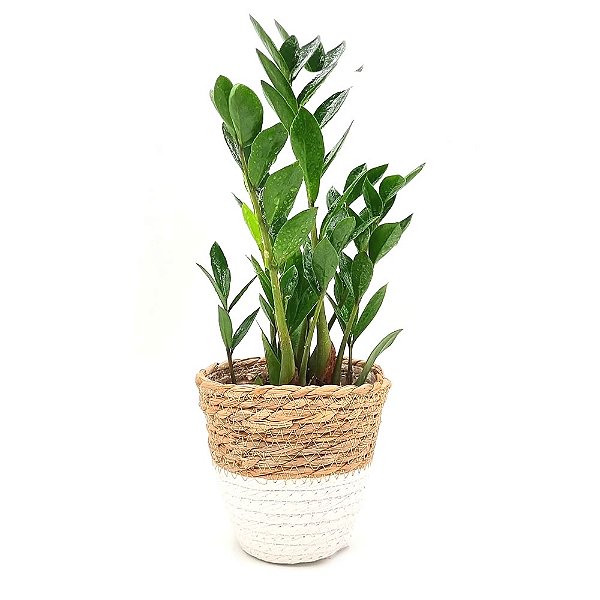Cachepot Palha com Planta Zamioculca (Planta da Fortuna)