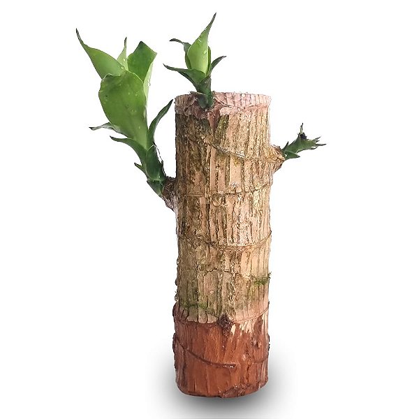 Muda de Pau D'Água (Média)