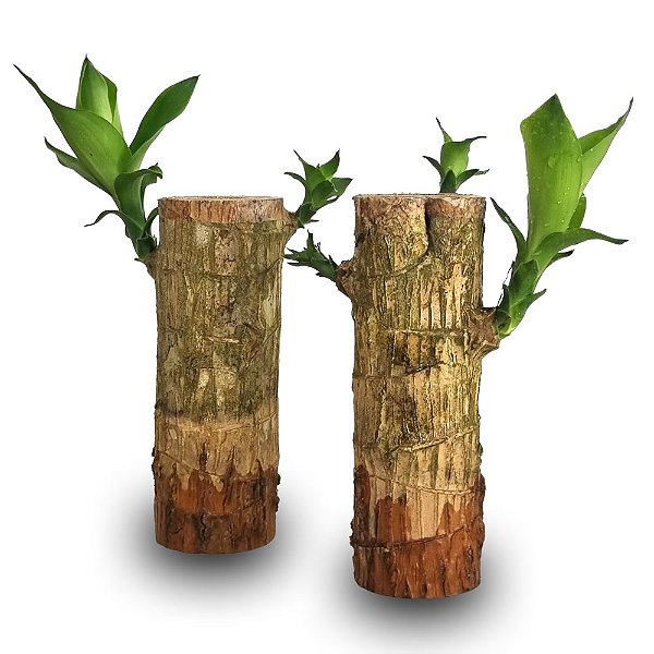 Par de Mudas de Pau D'Água (Média)