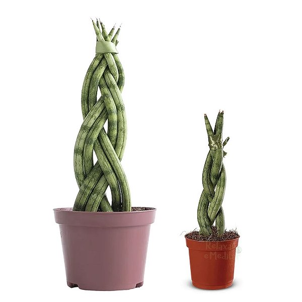 Kit com 2x Lança de São Jorge Trançada (Média e Pequena)