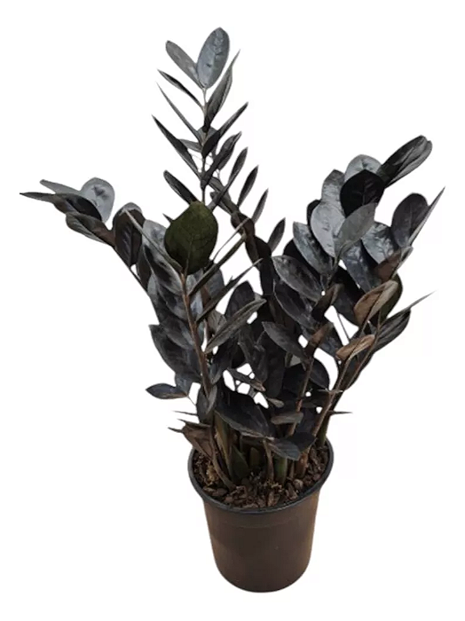 Muda de Zamioculca Black Queen (Planta da Fortuna)