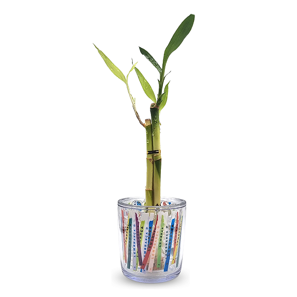 Mini Vasinho Cristal com Bambu da Sorte (Fitinha do Bonfim)