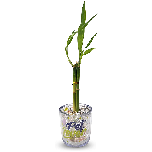 Mini Vasinho Cristal com Bambu da Sorte (Pet Lover)