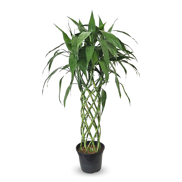 Arranjo com Bambu da Sorte Torre Trançada (120cm)