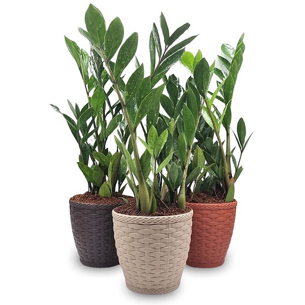 Planta Zamioculca com Cachepot Rattan (Planta da Fortuna)