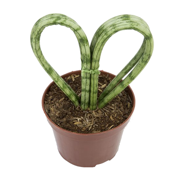 Arranjo com Planta Lança de São Jorge (Coração)