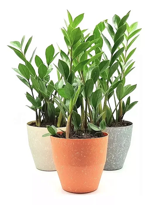Cachepot com Planta Zamioculca (Planta da Fortuna)