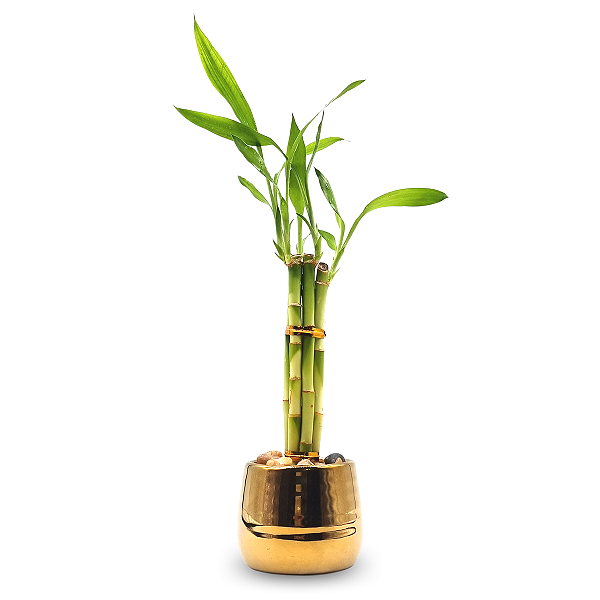 Cachepot Dourado com Bambu da Sorte (5 Hastes)