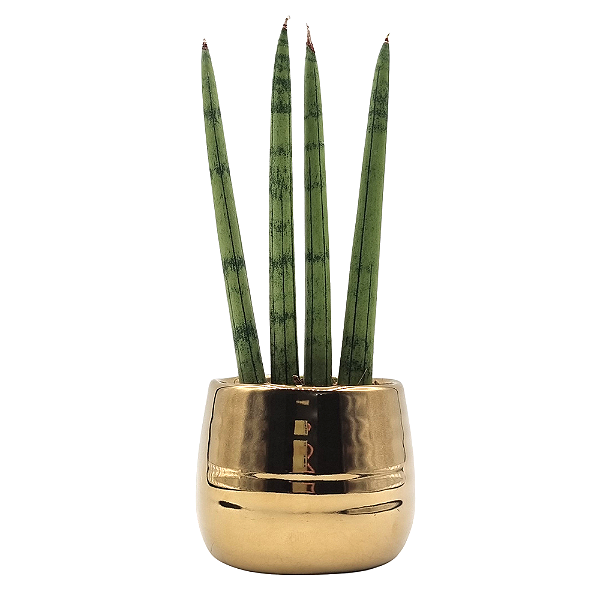 Cachepot Dourado com Lança de São Jorge Reta (Pequena)