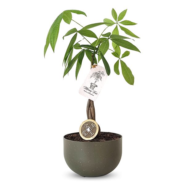 Cachepot com Árvore do Dinheiro e Moeda Chinesa (Pachira Aquática)