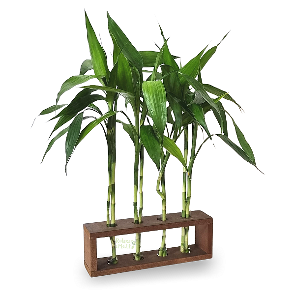 Suporte em Madeira e Vaso de Vidro com 8 Hastes de Bambu da Sorte