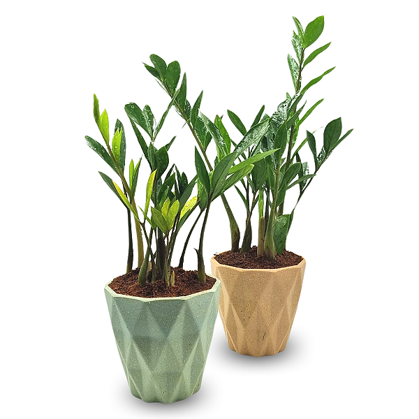 Cachepot Diamante com Zamioculca Baby (Planta da Fortuna)