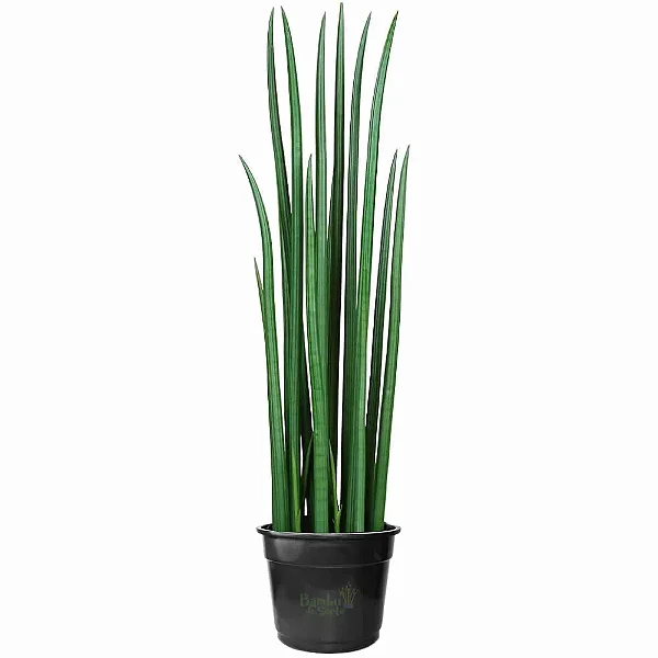 Lança de São Jorge Sansevieria Cylindrica Reta (150cm)
