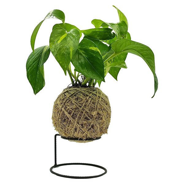 Kokedama de Jibóia Verde com Suporte de Mesa