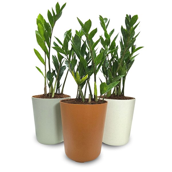 Cachepô DUE com Planta Zamioculca (Planta da Fortuna)