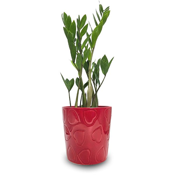 Zamioculca com Vaso em Cerâmica Corações (Planta da Fortuna)