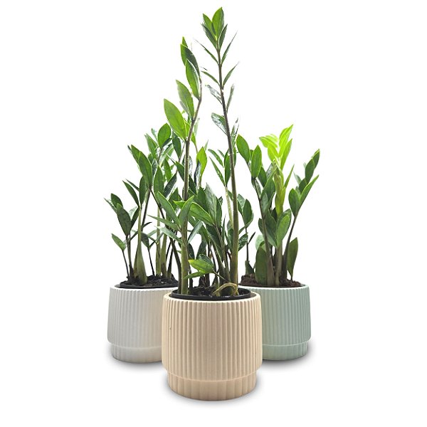 Cachepot em Cerâmica com Zamioculca Baby (Planta da Fortuna)