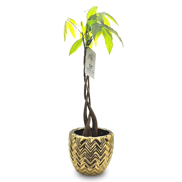 Vaso em Cerâmica com Árvore do Dinheiro (45cm)