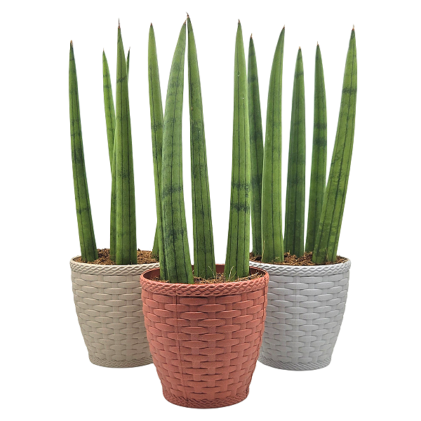 Cachepot Rattan com Planta Lança de São Jorge
