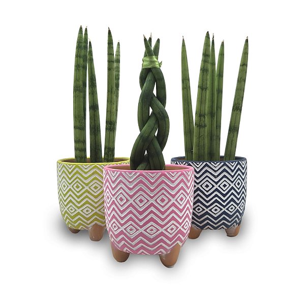 Cachepot com Lança de São Jorge (Pequena)