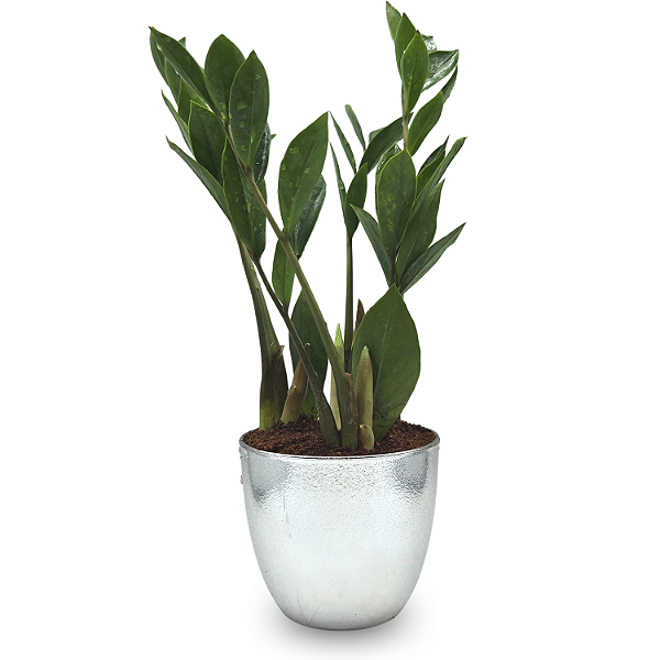 Vaso Prateado com Planta Zamioculca (Planta da Fortuna)