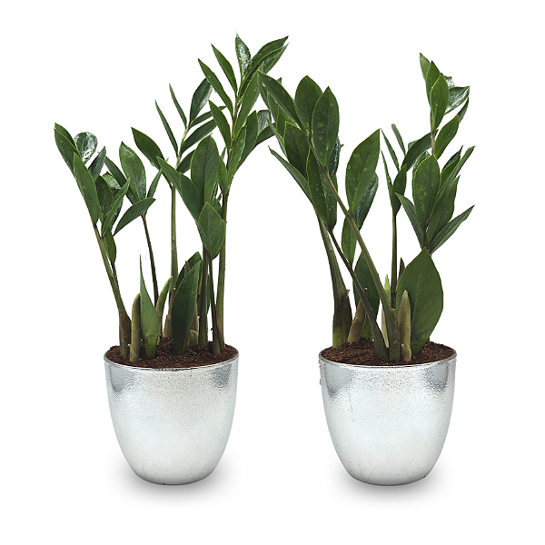 Par de Vasos Prateados com Planta Zamioculca (Planta da Fortuna)